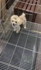 Pure Breed Mini Pomeranian (F) 
