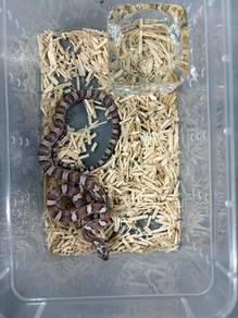 Corn Snake 