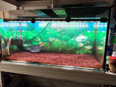 Aquarium 3 kaki.