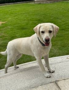Labrador Retriever