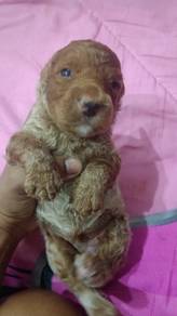 Pure Poodles Puppy Sale