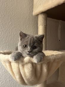 Pure British Short Hair Kitten