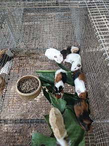 Guinea Pig Tikus Belanda