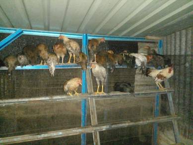 Ayam kampung asli 