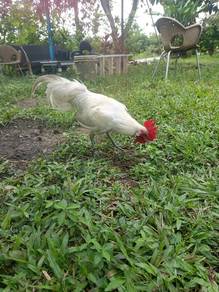 Ayam kacuk 