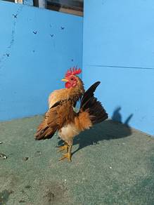Ayam serama