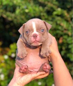 American Bully Puppy 001