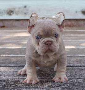FRENCH BULLDOG PUPPIES S205🌻Cute Puppy Available
