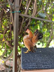Ayam serama untuk ditukar milik