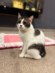 Female cat Mix Scottish & Persian
