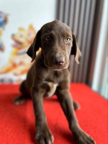 Brown colour labrador
