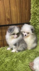 Rare Color blue eyes male n Female Pomeranian