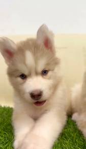 Husky puppies blue eyes