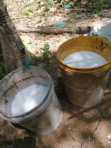 susu getah cair & getah skrap