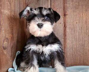 qw38822 mini schnauzer black white haired
