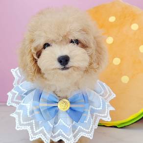 Poodle