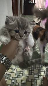 British Short Hair Kitten 1 month