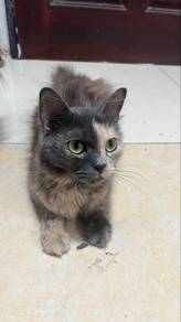 Domestic long hair to letgo