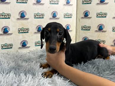 Daschund puppy