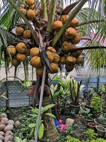 Benih kelapa selaput merah/sgg cn16