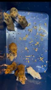 Hamster Syrian