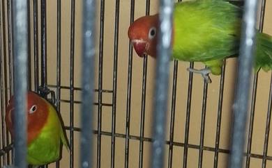 African love bird