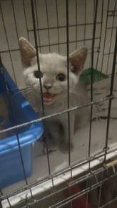 rehome bsh 