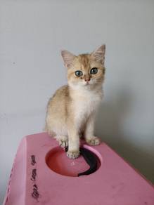 British Shorthair 