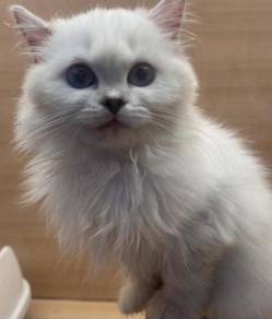 British Long Hair Cat for Sale