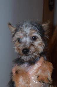 E45 Little Silkese Puppy
