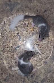 2 ekor Dormouce | Micro Squirrel | Dormice