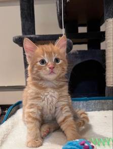 Persian Orange Mix Mainecoone Kitten
