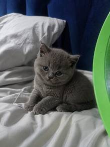 British Short Hair Kitten