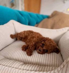 Toy poodle available 