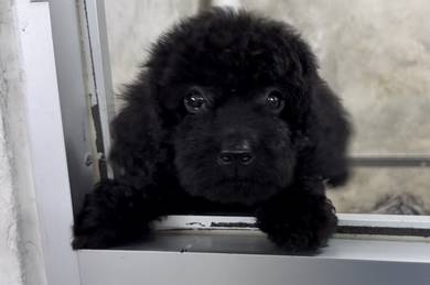 Cockerpoo