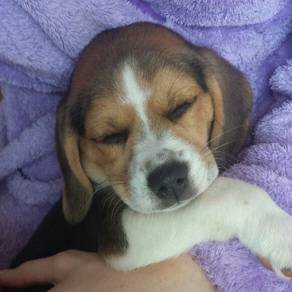 Loving Beagle Smooth Coat Long Ears Puppy