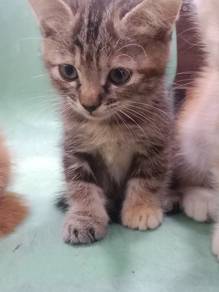 short leg cat mix long hair 