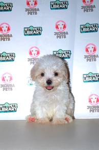 w23 Bubbly Maltipoo Puppy