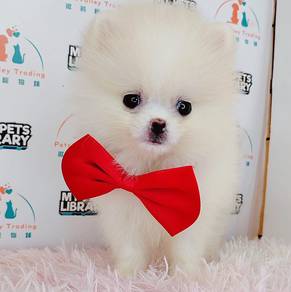Pomeranian