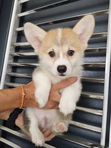 Corgi male