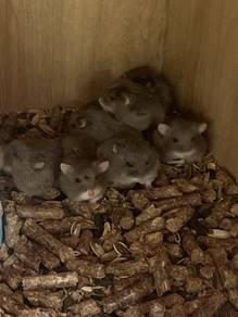 Roborovski hamster for sale