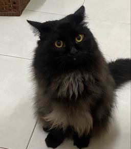 Non Stand Ragdoll Male Munchkin Mating