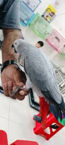 Burung
