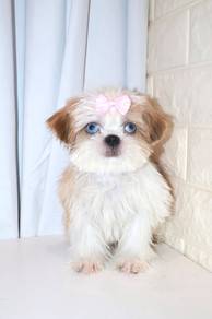 J0162 Shih Tzu Cute Flat Face Big Eyes Puppy