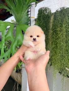 Pomeranian
