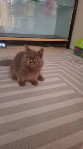 Munchkin Supershort Napoleon