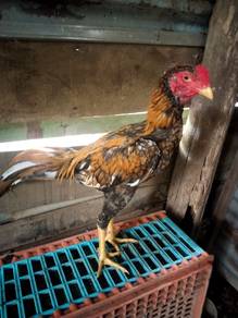 ayam ratu 