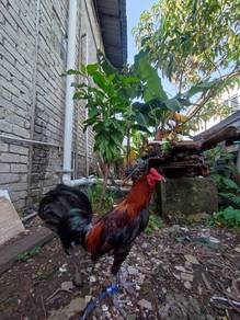 ayam
