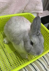Rabbit ND