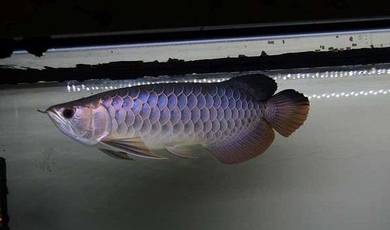 arowana mgbb crossback 12 inch-wholesale price